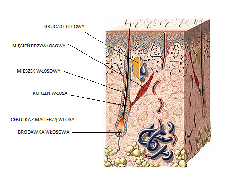 Hair growth cycle - Studio Laser Hair growth cycle - Studio Laser